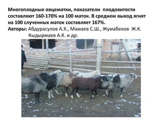 Многоплодные овцематки, показатели плодовитости
составляют 160-170% на 100 маток. В среднем выход ягнят
на 100 слученных маток составляет 167%.
Авторы: Абдурасулов А.Х., Мамаев С.Ш., Жумабеков Ж.К.
Кыдырмаев А.К. и др.
 