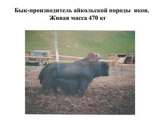 Бык-производитель айкольской породы яков.
Живая масса 470 кг
 