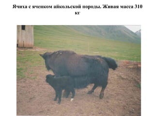 Ячиха с яченком айкольской породы. Живая масса 310
кг
 