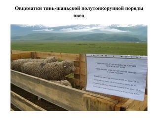 Овцематки тянь-шаньской полутонкорунной породы
овец
 