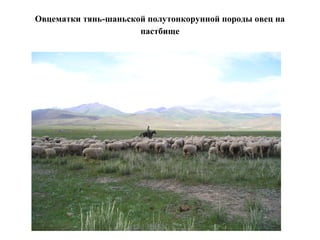 Овцематки тянь-шаньской полутонкорунной породы овец на
пастбище
 