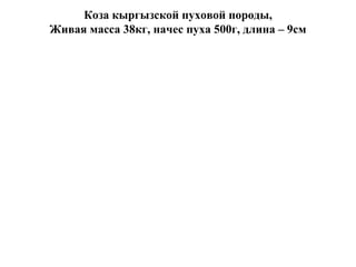 Коза кыргызской пуховой породы,
Живая масса 38кг, начес пуха 500г, длина – 9см
 
