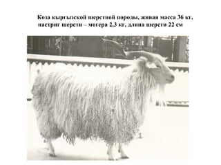Коза кыргызской шерстной породы, живая масса 36 кг,
настриг шерсти – могера 2,3 кг, длина шерсти 22 см
 