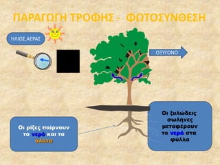 ΠΑΡΑΓΩΓΗ ΤΡΟΦΗΣ - ΦΩΤΟΣΥΝΘΕΣΗ
Οι ξυλώδεις
σωλήνες
μεταφέρουν
το νερό στα
φύλλα
Οι ρίζες παίρνουν
το νερό και τα
άλατα
ΗΛΙΟΣ,ΑΕΡΑΣ
ΟΞΥΓΟΝΟ
 