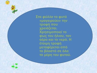 Στα φύλλα το φυτό
«μαγειρεύει» την
τροφή που
χρειάζεται.
Χρησιμοποιεί το
φως του ήλιου, τον
αέρα και το νερό. Η
έτοιμη τροφή
μεταφέρεται από
το βλαστό σε όλα
τα μέρη του φυτού.
 