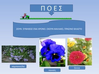 Π Ο Ε Σ
ΖΟΥΝ ΣΥΝΗΘΩΣ ΕΝΑ ΧΡΟΝΟ. ΕΧΟΥΝ ΜΑΛΑΚΟ, ΠΡΑΣΙΝΟ ΒΛΑΣΤΟ
πανσές
ζίννια
καμπανούλα
 