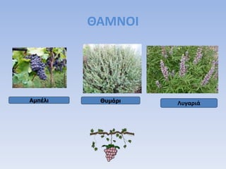 ΘΑΜΝΟΙ
Αμπέλι Θυμάρι Λυγαριά
 