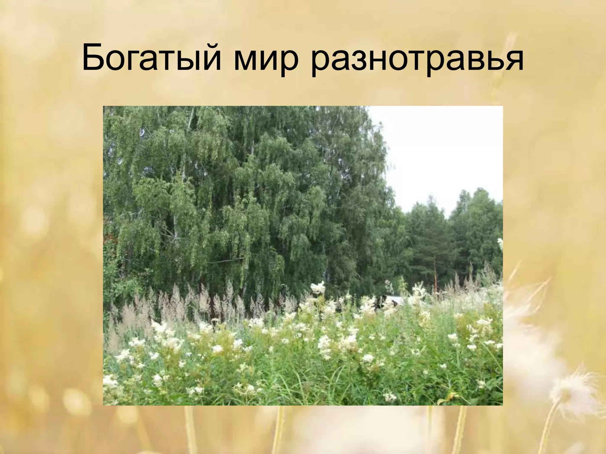 Богатый мир разнотравья
 