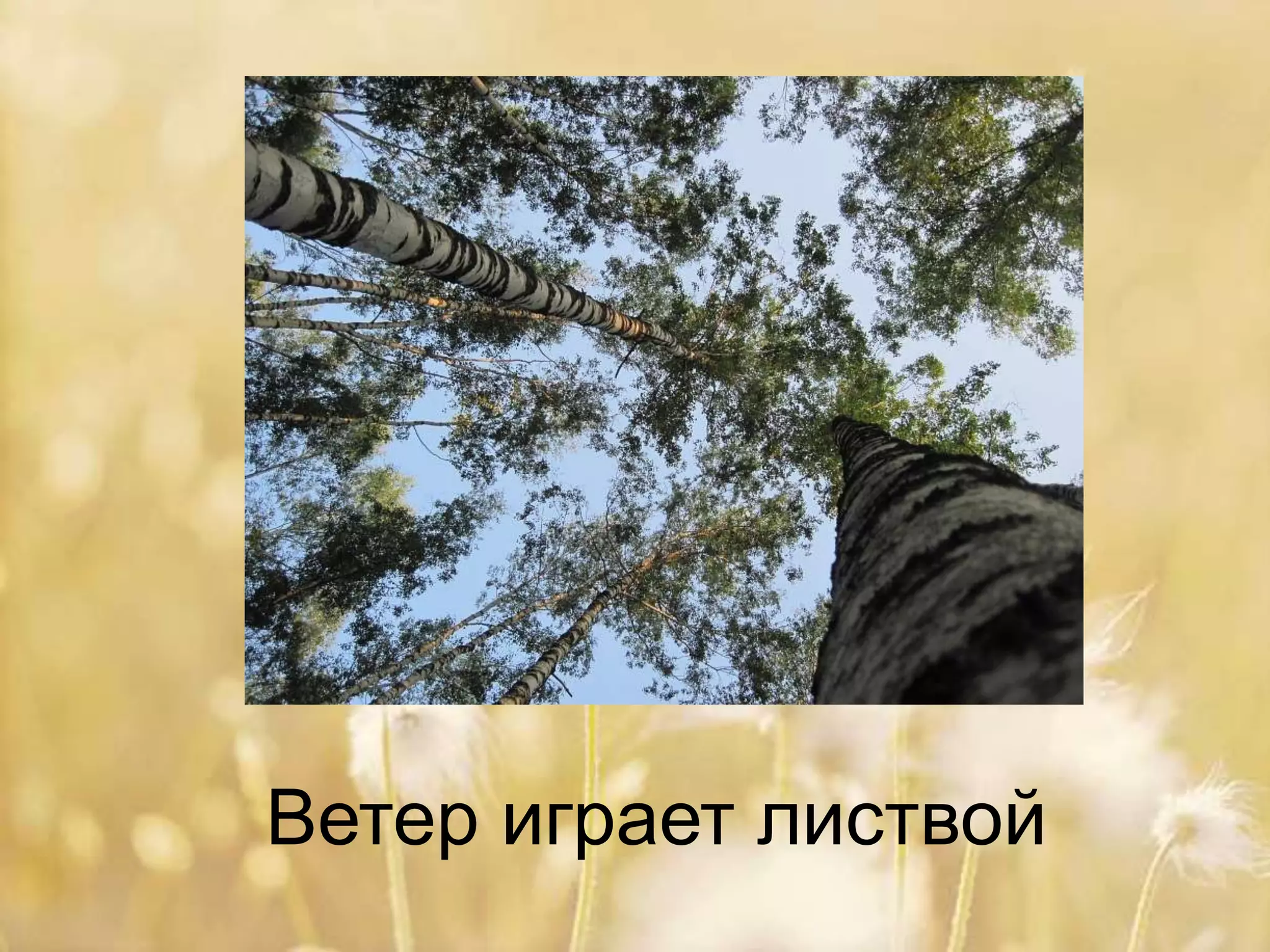 Ветер играет листвой
 