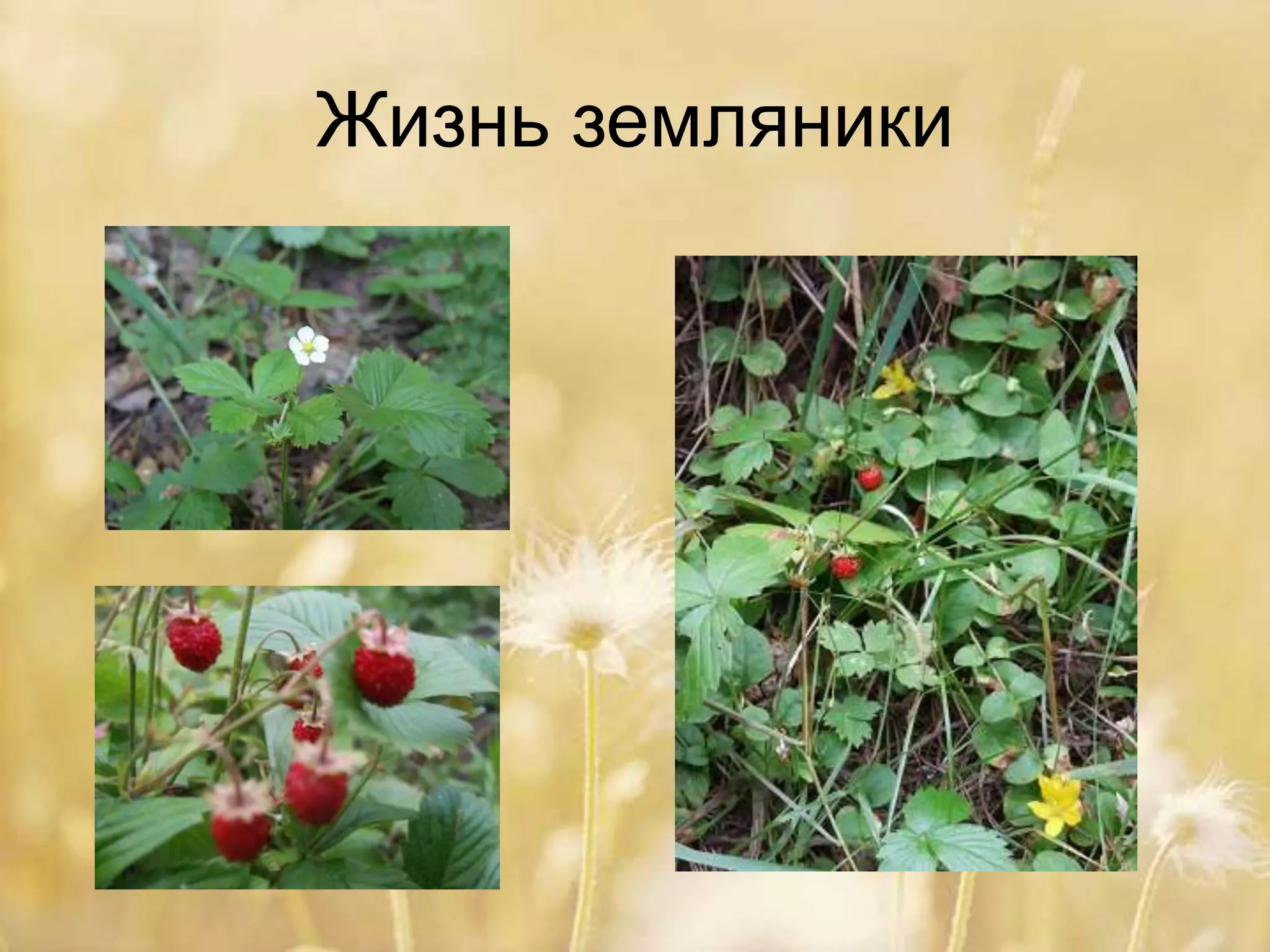 Жизнь земляники
 