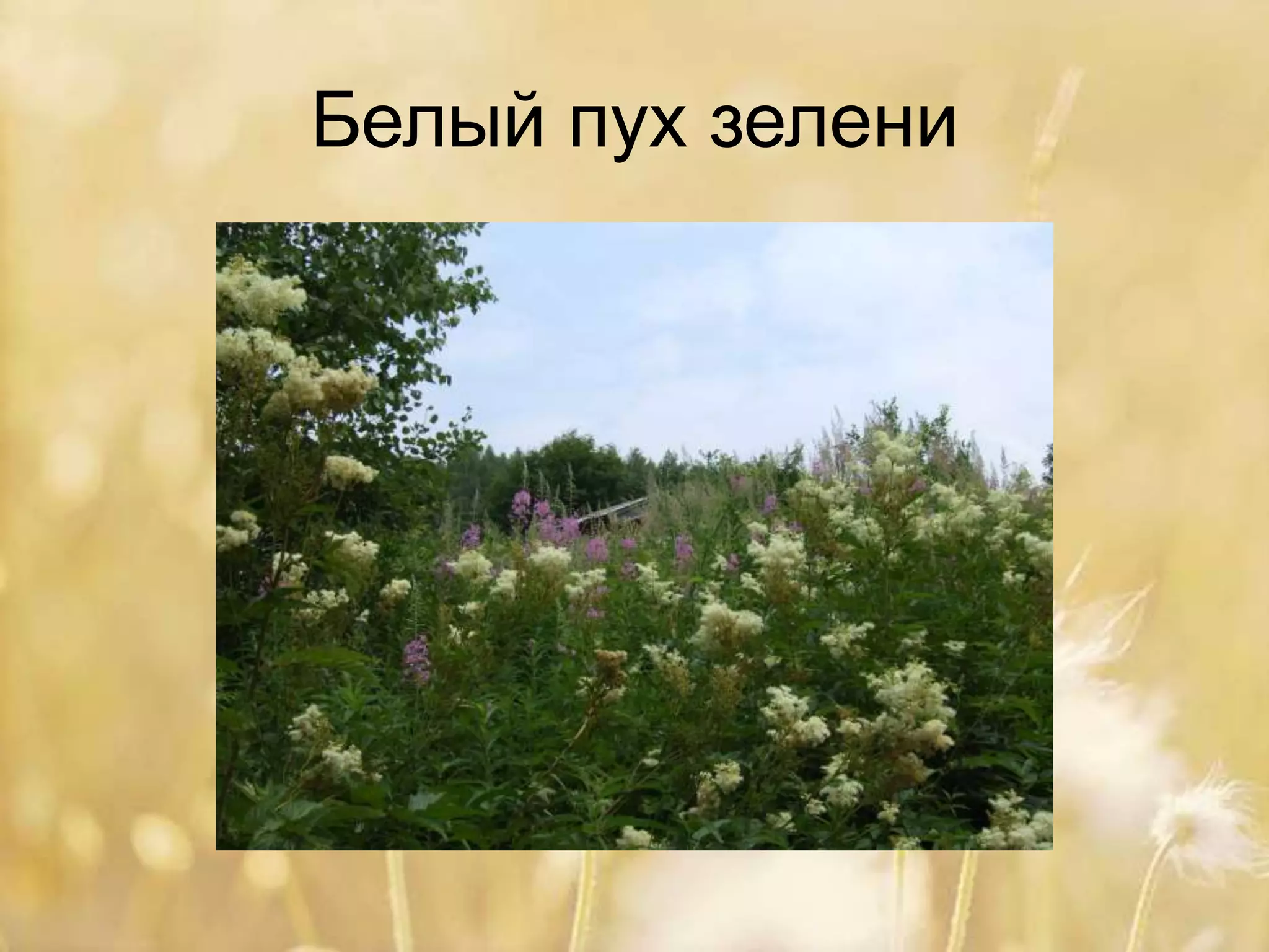 Белый пух зелени
 