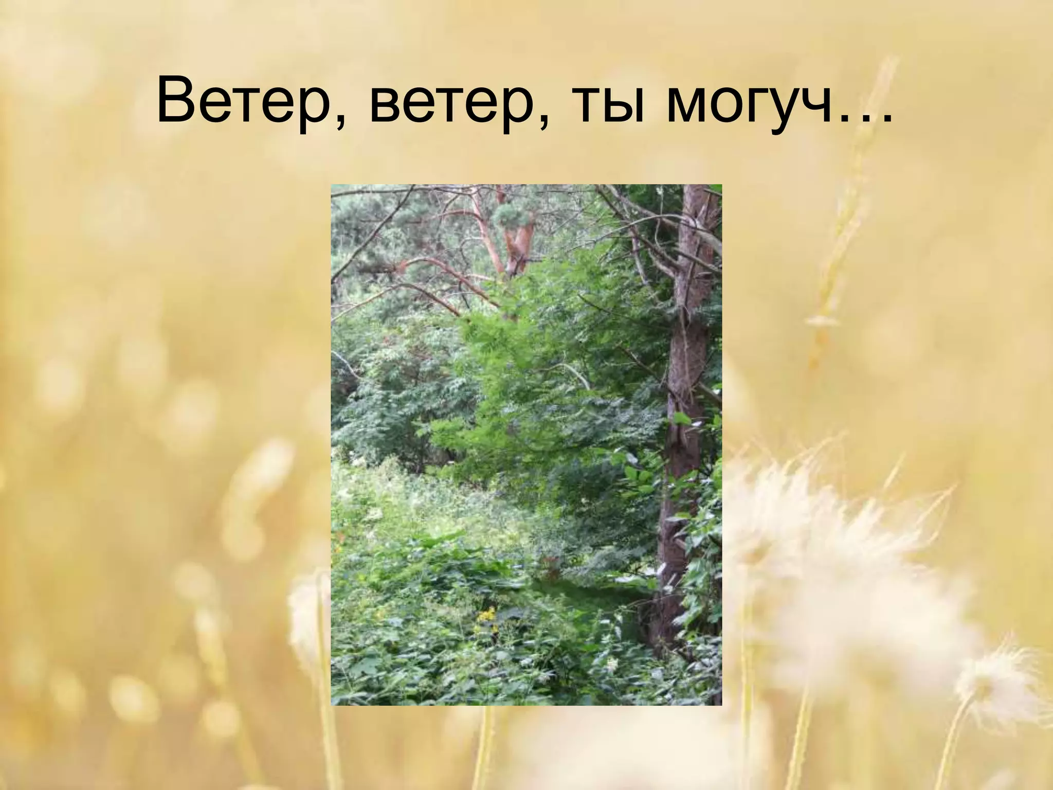 Ветер, ветер, ты могуч…
 