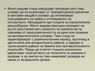 ► Много видове птици извършват миграции като такаМного видове птици извършват миграции като така
успяват да се възползват от температурните различияуспяват да се възползват от температурните различия
в световен мащаб и успяват да оптимизиратв световен мащаб и успяват да оптимизират
осигуряването на храна и отглеждането наосигуряването на храна и отглеждането на
потомството. Миграциите при птиците са изключителнопотомството. Миграциите при птиците са изключително
разнообразни. Много видове ежегодно мигрират наразнообразни. Много видове ежегодно мигрират на
дълги разстояния като началото на прелета им седълги разстояния като началото на прелета им се
повлиява от продължителността на деня или промянаповлиява от продължителността на деня или промяна
на метеорологичните условия. Тези птици сена метеорологичните условия. Тези птици се
характеризират с размножителния период, протичащ вхарактеризират с размножителния период, протичащ в
арктичните или антарктичните райони, а зимуват варктичните или антарктичните райони, а зимуват в
тропическите райони на Земята или противоположнототропическите райони на Земята или противоположното
полукълбо. Преди да отлетят птиците значителнополукълбо. Преди да отлетят птиците значително
увеличават количеството на телесните си мазнини иувеличават количеството на телесните си мазнини и
резерви, а за сметка на това намаляват размера нарезерви, а за сметка на това намаляват размера на
някои от вътрешните органи.някои от вътрешните органи.
 
