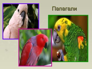 ПапагалиПапагали
 
