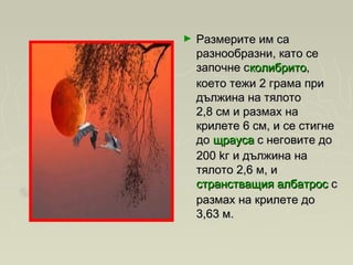 ► Размерите им саРазмерите им са
разнообразни, като серазнообразни, като се
започне сзапочне сколибритоколибрито,,
което тежи 2 грама прикоето тежи 2 грама при
дължина на тялотодължина на тялото
2,8 cм и размах на2,8 cм и размах на
крилете 6 cм, и се стигнекрилете 6 cм, и се стигне
до до щраусащрауса  с неговите дос неговите до
200 kг и дължина на200 kг и дължина на
тялото 2,6 м, и тялото 2,6 м, и 
странстващия албатросстранстващия албатрос с с
размах на крилете доразмах на крилете до
3,63 м. 3,63 м. 
 
