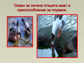 Освен за летене птиците имат иОсвен за летене птиците имат и
приспособления за плуване.приспособления за плуване.
 
