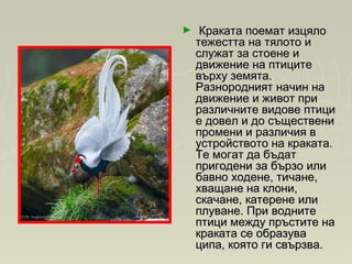 ►   Краката поемат изцялоКраката поемат изцяло
тежестта на тялото итежестта на тялото и
служат за стоене ислужат за стоене и
движение на птицитедвижение на птиците
върху земята.върху земята.
Разнородният начин наРазнородният начин на
движение и живот придвижение и живот при
различните видове птициразличните видове птици
е довел и до съществение довел и до съществени
промени и различия впромени и различия в
устройството на краката.устройството на краката.
Те могат да бъдатТе могат да бъдат
пригодени за бързо илипригодени за бързо или
бавно ходене, тичане,бавно ходене, тичане,
хващане на клони,хващане на клони,
скачане, катерене илискачане, катерене или
плуване. При воднитеплуване. При водните
птици между пръстите наптици между пръстите на
краката се образувакраката се образува
ципа, която ги свързва.ципа, която ги свързва.
 