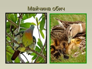 Майчина обичМайчина обич
 