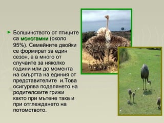 ► Болшинството от птицитеБолшинството от птиците
са са моногамнимоногамни (около (около
95%). Семейните двойки95%). Семейните двойки
се формират за единсе формират за един
сезон, а в много отсезон, а в много от
случаите за няколкослучаите за няколко
години или до моментагодини или до момента
на смъртта на единия отна смъртта на единия от
представителите  и.Товапредставителите  и.Това
осигурява поделянето наосигурява поделянето на
родителските грижиродителските грижи
както при мътене така икакто при мътене така и
при отглеждането напри отглеждането на
потомството.потомството.
 