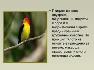 ► Птиците са класПтиците са клас
двукраки,двукраки,
яйцеснасящи, покритияйцеснасящи, покрити
с пера и сс пера и с
видоизменени в крилевидоизменени в криле
предни крайниципредни крайници
гръбначни животни. Погръбначни животни. По
принцип тялото напринцип тялото на
птиците е пригодено заптиците е пригодено за
летене, макар далетене, макар да
съществуват и многосъществуват и много
нелетящи видове. нелетящи видове. 
 