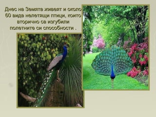 Днес на Земята живеят и околоДнес на Земята живеят и около
60 вида нелетящи птици, които60 вида нелетящи птици, които
вторично са изгубиливторично са изгубили
полетните си способности .полетните си способности .
 