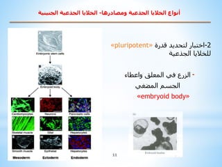 11
2-‫اختبار‬‫قدرة‬ ‫لتحديد‬«pluripotent»
‫للخاليا‬‫الجذعية‬
-‫واعطاء‬ ‫المعلق‬ ‫في‬ ‫الزرع‬
‫المضغي‬ ‫الجسم‬
«embryoid bo...