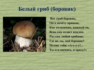 Чем Отличается Белый Гриб От Боровика Фото