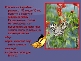 Крилете са 2 двойки сКрилете са 2 двойки с
размах от 55 мм до 30 cм,размах от 55 мм до 30 cм,
покрити с различнопокрити с различно
оцветени люспи.оцветени люспи.
Развитието е с пълнаРазвитието е с пълна
метаморфоза, т.е.метаморфоза, т.е.
пеперудите минават презпеперудите минават през
четири етапа по време начетири етапа по време на
своето развитие:своето развитие:
яйцеяйце
ларва, известна ощеларва, известна още
като гъсеницакато гъсеница
какавидакакавида
възрастна пеперудавъзрастна пеперуда
(имаго).(имаго).
 