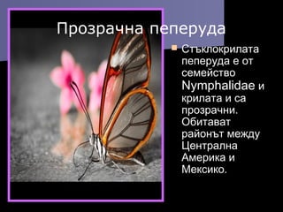 СтъклокрилатаСтъклокрилата
пеперуда е отпеперуда е от
семействосемейство
NymphalidaeNymphalidae ии
крилата и сакрилата и са
прозрачни.прозрачни.
ОбитаватОбитават
районът междурайонът между
ЦентралнаЦентрална
Америка иАмерика и
Мексико.Мексико.
Прозрачна пеперуда
 