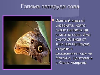 Голяма пеперуда соваГоляма пеперуда сова
 Името й идва отИмето й идва от
украската, коятоукраската, която
силно напомня насилно напомня на
очите на сова. Имаочите на сова. Има
около 20 вида отоколо 20 вида от
този род пеперуди,този род пеперуди,
открити воткрити в
дъждовните гори надъждовните гори на
Мексико, ЦентралнаМексико, Централна
и Южна Америка.и Южна Америка.
 