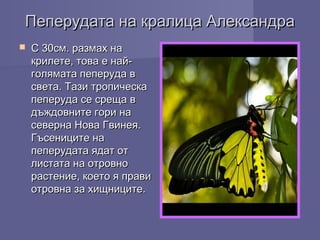 Пeперудата на кралица АлександраПeперудата на кралица Александра
 С 30см. размах наС 30см. размах на
крилете, това е най-крилете, това е най-
голямата пеперуда вголямата пеперуда в
света. Тази тропическасвета. Тази тропическа
пеперуда се среща впеперуда се среща в
дъждовните гори надъждовните гори на
северна Нова Гвинея.северна Нова Гвинея.
Гъсениците наГъсениците на
пеперудата ядат отпеперудата ядат от
листата на отровнолистата на отровно
растение, което я правирастение, което я прави
отровна за хищниците.отровна за хищниците.
 