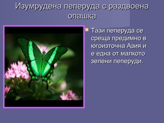 Изумрудена пеперуда с раздвоенаИзумрудена пеперуда с раздвоена
опашкаопашка
 Тази пеперуда сеТази пеперуда се
среща предимно всреща предимно в
югоизточна Азия июгоизточна Азия и
е една от малкотое една от малкото
зелени пеперуди.зелени пеперуди.
 