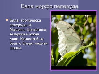 Бяла морфо пеперудаБяла морфо пеперуда
 Бяла, тропическаБяла, тропическа
пеперуда отпеперуда от
Мексико, ЦентралнаМексико, Централна
Америка и южнаАмерика и южна
Азия. Крилата й саАзия. Крилата й са
бели с бледо кафявибели с бледо кафяви
шарки.шарки.
 