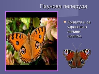 Паунова пеперудаПаунова пеперуда
 Крилата и саКрилата и са
украсени вукрасени в
лилавилилави
нюанси.нюанси.
 