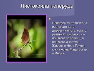 Листокрила пеперудаЛистокрила пеперуда

Пеперудите от този видПеперудите от този вид
изглеждат катоизглеждат като
дървесни листа, когатодървесни листа, когато
разпънат крилата си –разпънат крилата си –
понякога са зелени, апонякога са зелени, а
понякога и кафяви.понякога и кафяви.
Живеят в Нова Гвинея,Живеят в Нова Гвинея,
южна Азия, Мадагаскарюжна Азия, Мадагаскар
и Индия.и Индия.
 