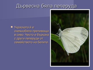 Дървесна бяла пеперудаДървесна бяла пеперуда
 Украската й еУкраската й е
снежнобяла преливащаснежнобяла преливаща
в сиво. Често е бърканав сиво. Често е бъркана
с други пеперуди отс други пеперуди от
семейството на белите.семейството на белите.
 
