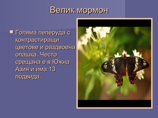 Велик мормонВелик мормон
 Голяма пеперуда сГоляма пеперуда с
контрастиращиконтрастиращи
цветове и раздвоенацветове и раздвоена
опашка. Честоопашка. Често
срещана е в Южнасрещана е в Южна
Азия и има 13Азия и има 13
подвида.подвида.
 