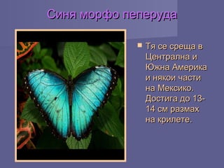 Синя морфо пеперудаСиня морфо пеперуда
 Тя се среща вТя се среща в
Централна иЦентрална и
Южна АмерикаЮжна Америка
и някои частии някои части
на Мексико.на Мексико.
Достига до 13-Достига до 13-
14 см размах14 см размах
на крилете.на крилете.
 