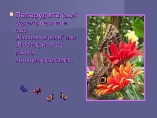  ПеперудитеПеперудите ( (LepiLepi
dopteradoptera) наричани) наричани
ощеоще
„Люспестокрили“ или„Люспестокрили“ или
„Люспокрили“ са„Люспокрили“ са
разредразред
летящи летящи насекоми..насекоми..
 