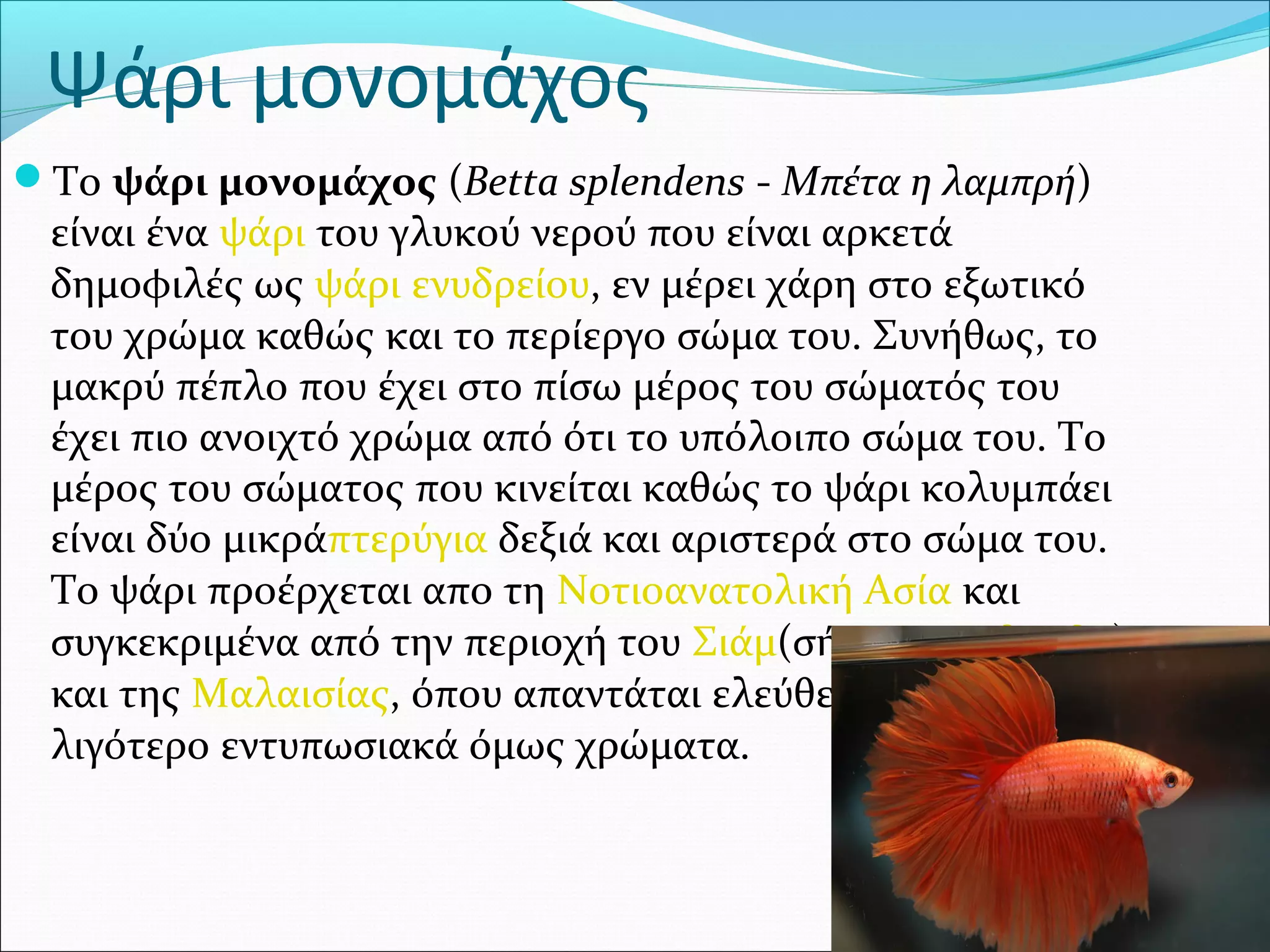 Ψάρι μονομάχος
Το ψάρι μονομάχος (Betta splendens - Μπέτα η λαμπρή) 
είναι ένα ψάρι του γλυκού νερού που είναι αρκετά 
δημοφιλές ως ψάρι ενυδρείου, εν μέρει χάρη στο εξωτικό 
του χρώμα καθώς και το περίεργο σώμα του. Συνήθως, το 
μακρύ πέπλο που έχει στο πίσω μέρος του σώματός του 
έχει πιο ανοιχτό χρώμα από ότι το υπόλοιπο σώμα του. Το 
μέρος του σώματος που κινείται καθώς το ψάρι κολυμπάει 
είναι δύο μικράπτερύγια δεξιά και αριστερά στο σώμα του. 
Το ψάρι προέρχεται απο τη Νοτιοανατολική Ασία και 
συγκεκριμένα από την περιοχή του Σιάμ(σήμερα Ταϊλάνδη) 
και της Μαλαισίας, όπου απαντάται ελεύθερο στη φύση, με 
λιγότερο εντυπωσιακά όμως χρώματα.
 