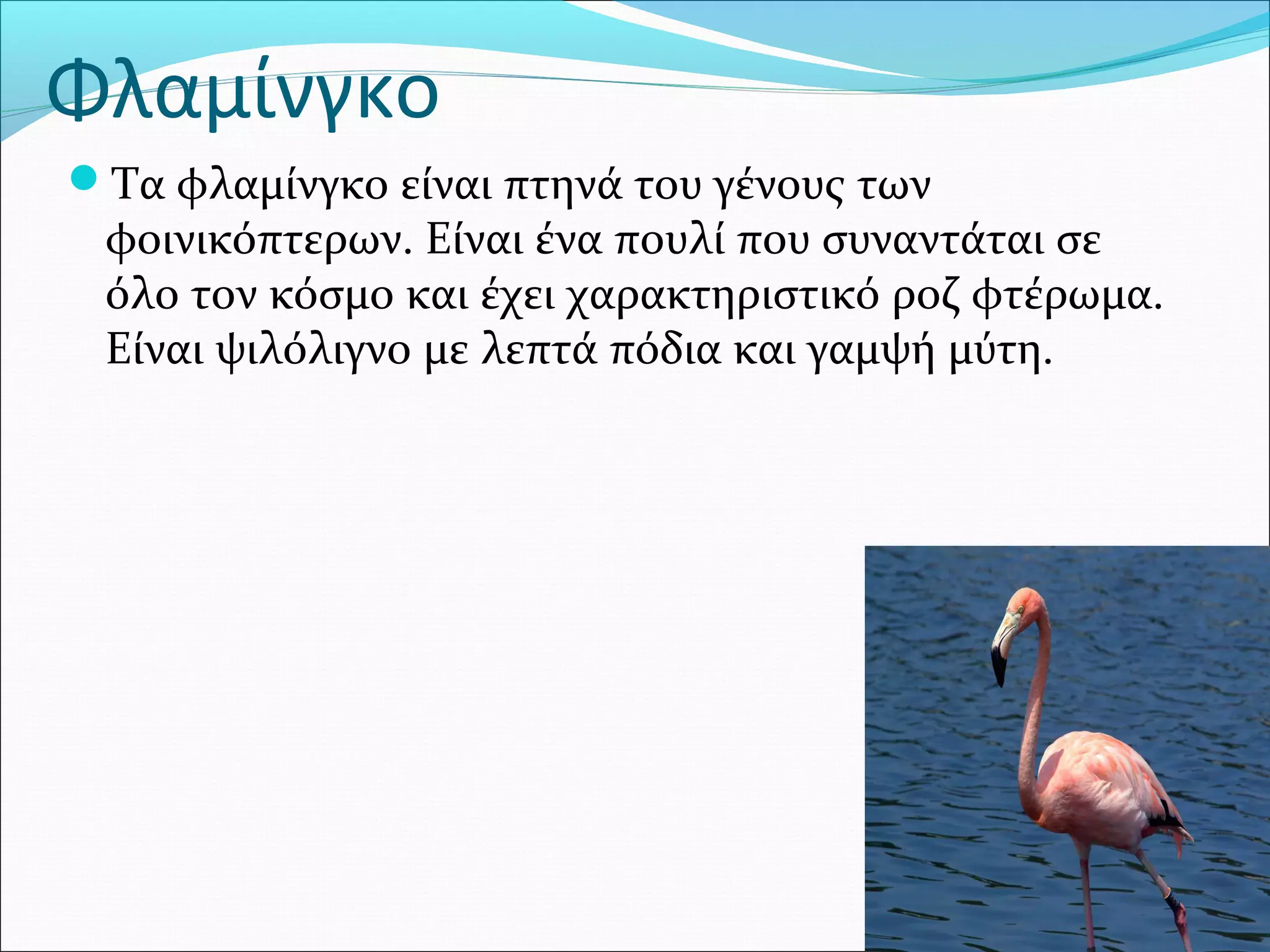 Φλαμίνγκο
Τα φλαμίνγκο είναι πτηνά του γένους των 
φοινικόπτερων. Είναι ένα πουλί που συναντάται σε 
όλο τον κόσμο και έχει χαρακτηριστικό ροζ φτέρωμα. 
Είναι ψιλόλιγνο με λεπτά πόδια και γαμψή μύτη.
 