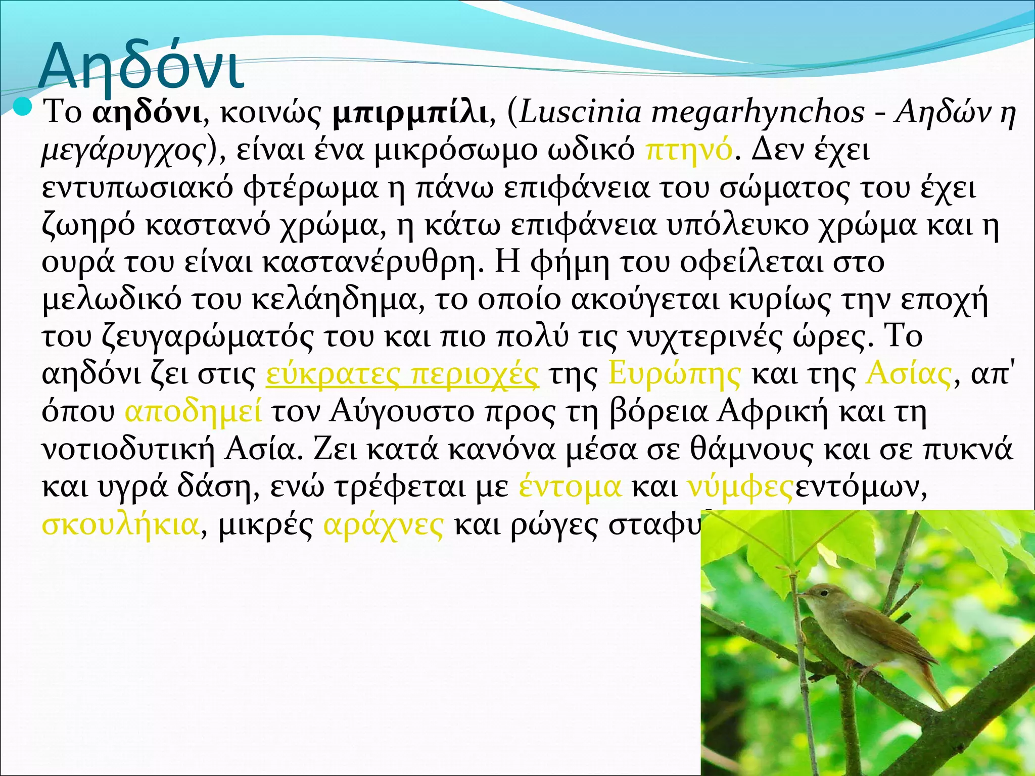 ΑηδόνιΤο αηδόνι, κοινώς μπιρμπίλι, (Luscinia megarhynchos - Αηδών η
μεγάρυγχος), είναι ένα μικρόσωμο ωδικό πτηνό. Δεν έχει 
εντυπωσιακό φτέρωμα η πάνω επιφάνεια του σώματος του έχει 
ζωηρό καστανό χρώμα, η κάτω επιφάνεια υπόλευκο χρώμα και η 
ουρά του είναι καστανέρυθρη. Η φήμη του οφείλεται στο 
μελωδικό του κελάηδημα, το οποίο ακούγεται κυρίως την εποχή 
του ζευγαρώματός του και πιο πολύ τις νυχτερινές ώρες. Το 
αηδόνι ζει στις εύκρατες περιοχές της Ευρώπης και της Ασίας, απ' 
όπου αποδημεί τον Αύγουστο προς τη βόρεια Αφρική και τη 
νοτιοδυτική Ασία. Ζει κατά κανόνα μέσα σε θάμνους και σε πυκνά 
και υγρά δάση, ενώ τρέφεται με έντομα και νύμφεςεντόμων, 
σκουλήκια, μικρές αράχνες και ρώγες σταφυλιών.
 