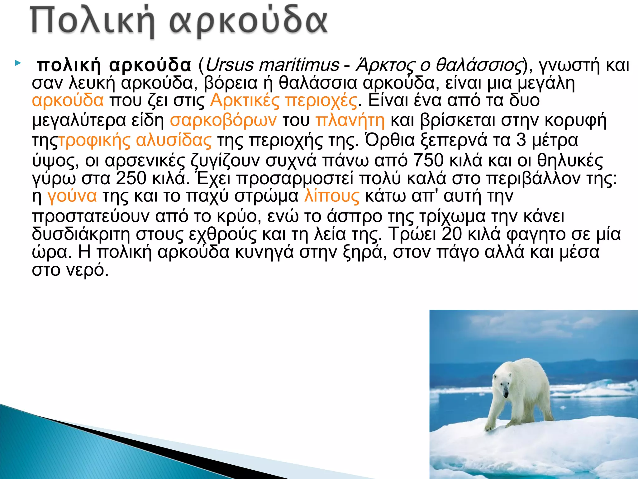   πολική αρκούδα (Ursus maritimus - Άρκτος ο θαλάσσιος), γνωστή και
σαν λευκή αρκούδα, βόρεια ή θαλάσσια αρκούδα, είναι μια μεγάλη
αρκούδα που ζει στις Αρκτικές περιοχές. Είναι ένα από τα δυο
μεγαλύτερα είδη σαρκοβόρων του πλανήτη και βρίσκεται στην κορυφή
τηςτροφικής αλυσίδας της περιοχής της. Όρθια ξεπερνά τα 3 μέτρα
ύψος, οι αρσενικές ζυγίζουν συχνά πάνω από 750 κιλά και οι θηλυκές
γύρω στα 250 κιλά. Έχει προσαρμοστεί πολύ καλά στο περιβάλλον της:
η γούνα της και το παχύ στρώμα λίπους κάτω απ' αυτή την
προστατεύουν από το κρύο, ενώ το άσπρο της τρίχωμα την κάνει
δυσδιάκριτη στους εχθρούς και τη λεία της. Τρώει 20 κιλά φαγητο σε μία
ώρα. Η πολική αρκούδα κυνηγά στην ξηρά, στον πάγο αλλά και μέσα
στο νερό. 
 