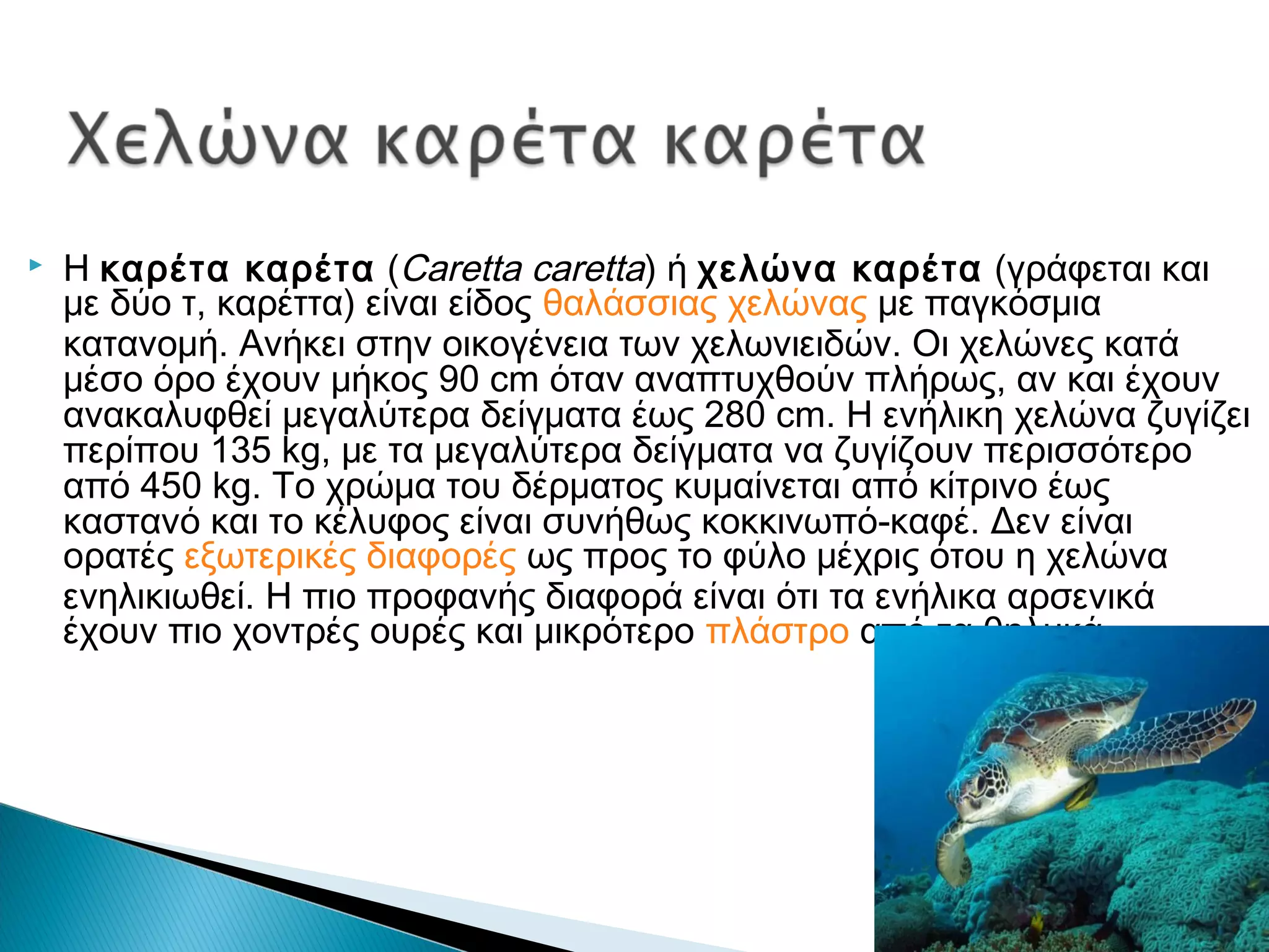  Η καρέτα καρέτα (Caretta caretta) ή χελώνα καρέτα (γράφεται και
με δύο τ, καρέττα) είναι είδος θαλάσσιας χελώνας με παγκόσμια
κατανομή. Ανήκει στην οικογένεια των χελωνιειδών. Οι χελώνες κατά
μέσο όρο έχουν μήκος 90 cm όταν αναπτυχθούν πλήρως, αν και έχουν
ανακαλυφθεί μεγαλύτερα δείγματα έως 280 cm. Η ενήλικη χελώνα ζυγίζει
περίπου 135 kg, με τα μεγαλύτερα δείγματα να ζυγίζουν περισσότερο
από 450 kg. Το χρώμα του δέρματος κυμαίνεται από κίτρινο έως
καστανό και το κέλυφος είναι συνήθως κοκκινωπό-καφέ. Δεν είναι
ορατές εξωτερικές διαφορές ως προς το φύλο μέχρις ότου η χελώνα
ενηλικιωθεί. Η πιο προφανής διαφορά είναι ότι τα ενήλικα αρσενικά
έχουν πιο χοντρές ουρές και μικρότερο πλάστρο από τα θηλυκά.
 