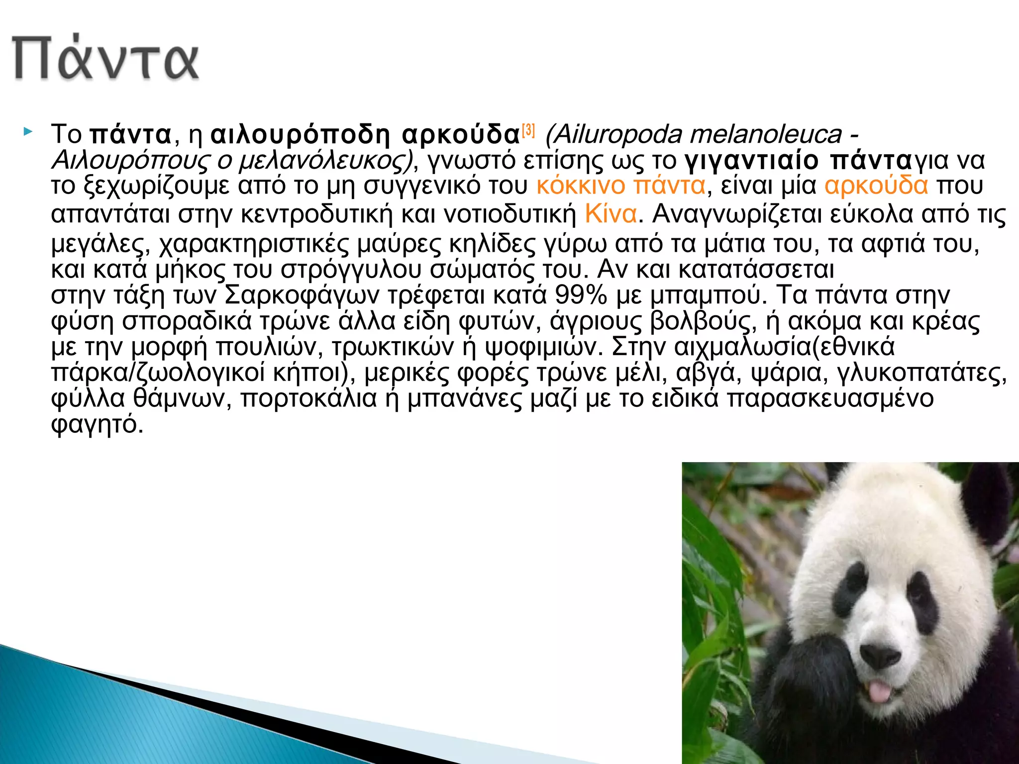  Το πάντα, η αιλουρόποδη αρκούδα[3]
 (Ailuropoda melanoleuca -
Αιλουρόπους ο μελανόλευκος), γνωστό επίσης ως το γιγαντιαίο πάνταγια να
το ξεχωρίζουμε από το μη συγγενικό του κόκκινο πάντα, είναι μία αρκούδα που
απαντάται στην κεντροδυτική και νοτιοδυτική Κίνα. Αναγνωρίζεται εύκολα από τις
μεγάλες, χαρακτηριστικές μαύρες κηλίδες γύρω από τα μάτια του, τα αφτιά του,
και κατά μήκος του στρόγγυλου σώματός του. Αν και κατατάσσεται
στην τάξη των Σαρκοφάγων τρέφεται κατά 99% με μπαμπού. Τα πάντα στην
φύση σποραδικά τρώνε άλλα είδη φυτών, άγριους βολβούς, ή ακόμα και κρέας
με την μορφή πουλιών, τρωκτικών ή ψοφιμιών. Στην αιχμαλωσία(εθνικά
πάρκα/ζωολογικοί κήποι), μερικές φορές τρώνε μέλι, αβγά, ψάρια, γλυκοπατάτες,
φύλλα θάμνων, πορτοκάλια ή μπανάνες μαζί με το ειδικά παρασκευασμένο
φαγητό.
 