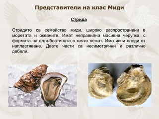 Представители на клас Миди
Стрида
Стридите са семейство миди, широко разпространени в
моретата и океаните. Имат неправилна масивна черупка, с
формата на вдлъбнатината в която лежат. Има ясни следи от
напластяване. Двете части са несиметрични и различно
дебели.
 