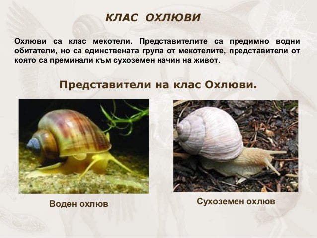 презентация биология.