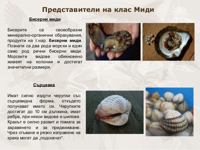 презентация биология.