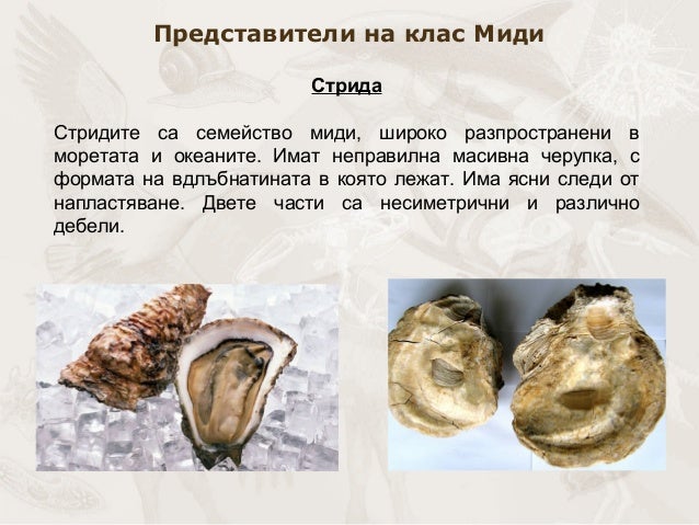 презентация биология.