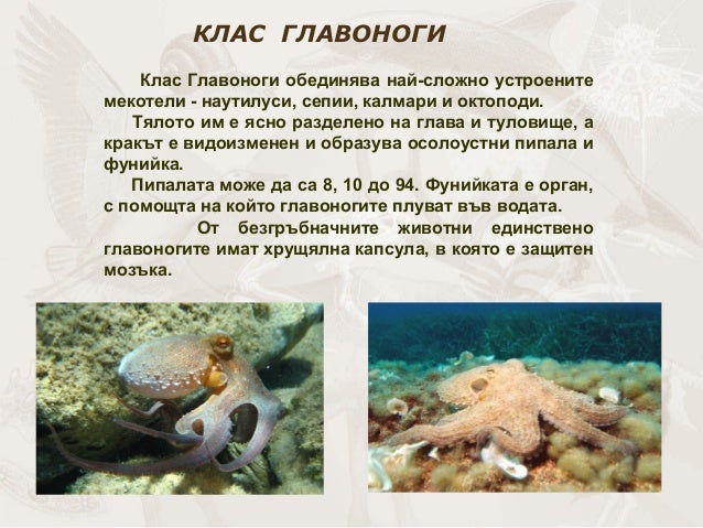 презентация биология.